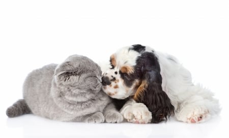 Kiss - dog, cat, pisica, grey, white, animal, funny, caine, kiss, couple