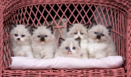 Kittens - white, animal, pisica, cute, siamese, pink, cat, chair