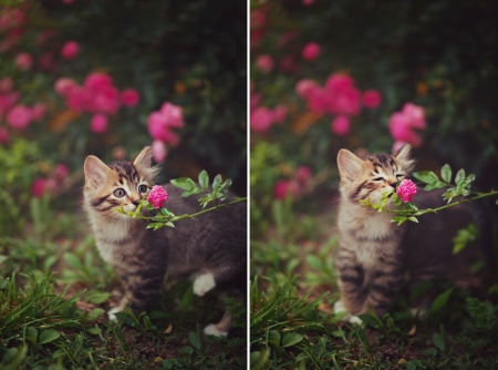 Pretty perfume - perfume, collage, flower, pink, cat, pisica, kitten, green, garden, rose