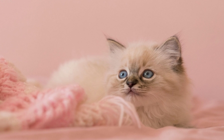 Kitten - animal, pisica, kitten, cute, siamese, pink, cat