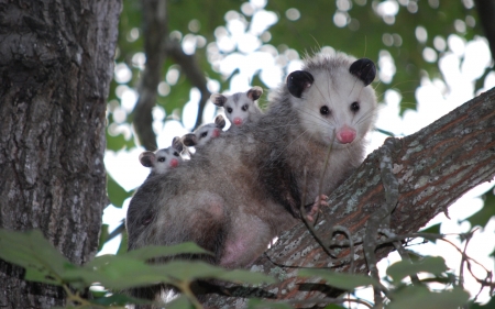 Opossums - tree, opossums, childrens, mother