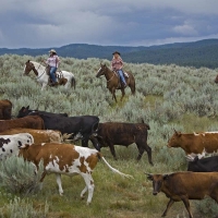 Hardworking Cowgirls