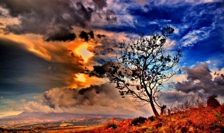 Cloudy Sky - nature, sky, tree, autumn