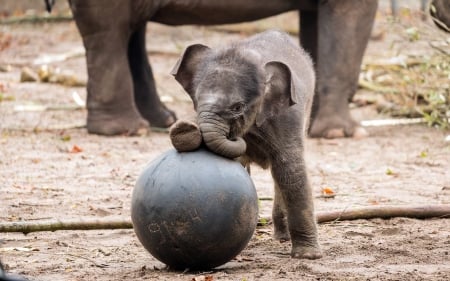 Elephant - animal, trunk, elephant, sand