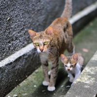 Momma Cat and Kitten