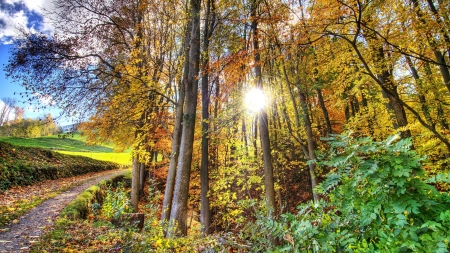 Gold Autumn in a Sunny Forest - trees, sunshine, sunrise, forest, leaves, clearsky, nature, autumn, green