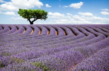 Lavender Field - lavender, field, flower, nature