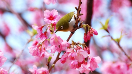 bird in flowers - animal, cool, flowers, fun, birds