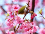 bird in flowers