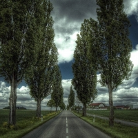 trees along a road