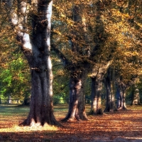 forest trees