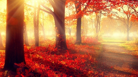 Autumn - wood, nature, autumn, tree, sand