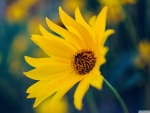 Beautiful Yellow Flower