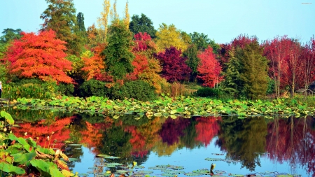 Autumn Reflecting in the Lake