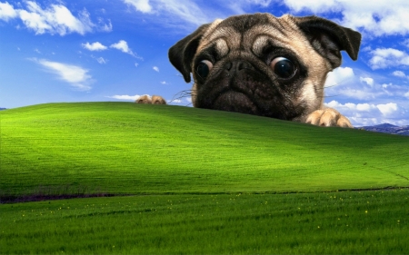 Curious puppy - summer, funny, animal, caine, puppy, gree, blue, creative, sky, fantasy, field, dog