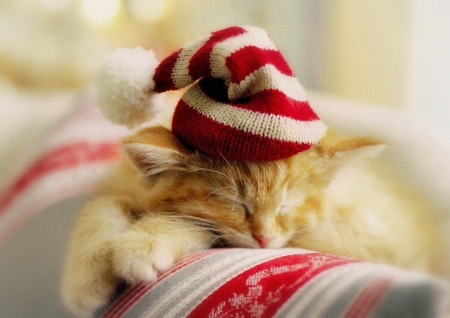 Waiting for Santa - craciun, hat, cat, pisica, kitten, ginger, christmas, santa, sleep, red, animal, orange, sweet, cute