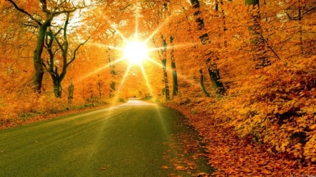 Autumn Season - season, nature, autumn, trees, sun, road, lights