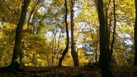 Autumn Park IV - Photograph, Sunshine, Autumn, Leaf, Nature, Fall, Forrest, Photography, Foto, Outside, Park, Photo, Daytime, Afternoon, Trees, Leaves, Tree, Woods, Leafs, Colors, Day, Snapshot