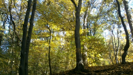 Autumn Park V - sunshine, autumn, snapshot, trees, photography, leaf, foto, fall, sunny, forrest, afternoon, tree, photograph, outside, day, park, nature, woods, daytime, leafs, leaves, colors, photo