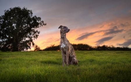 Sunrise - dogs, cute, animals, puppies