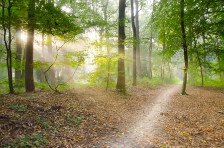 Sunrays in an autumn path