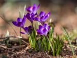 Crocuses