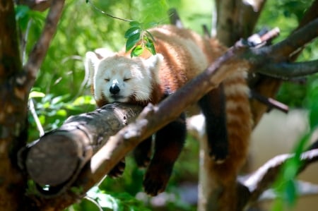 Sleepy - Cute, Sunshine, Nature, Sunny, Pretty, Animal, Zoo, Lazy, Photography, Foto, Sleepy, Photo, Snapshot