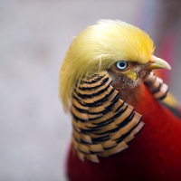 Golden pheasant