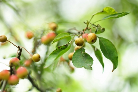 Plants - plants, grazyna, nature, nowotna