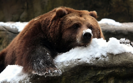 Bear - snow, animal, Bear, paw