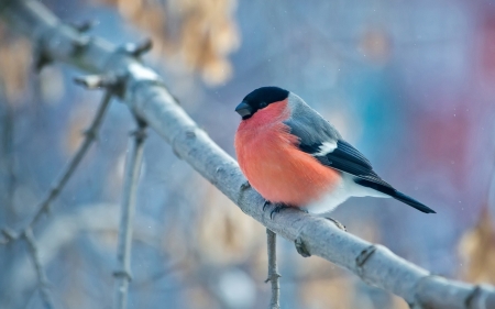 Bird - Bird, animal, leaf, tree