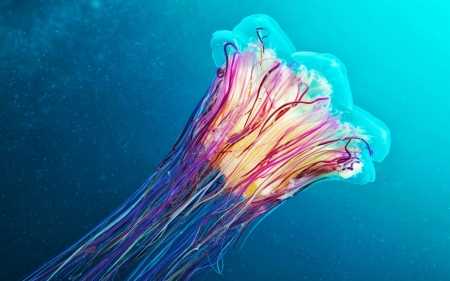 Jellyfish - summer, pink, water, jellyfish, blue