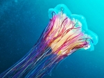 Jellyfish