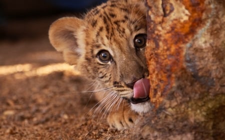 You look delicious! - animal, cub, leu, cute, lion, tongue