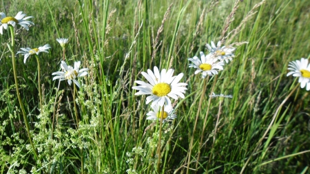 Flower - grass, Flower, nature, tree