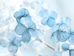 Soft blue flowers