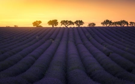 My Purple Love - lavender, purple, tree, fields