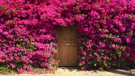 The front of the house - purple, amazing, flowers, house