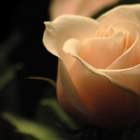 To my dear friend Welcha