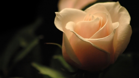 To my dear friend Welcha - white, rose, friend, welcha