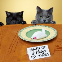 Happy Birthday, Kitties!