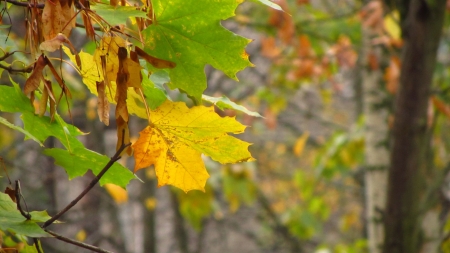 Goodbye Autumn - yellow, forest, tree, autumn