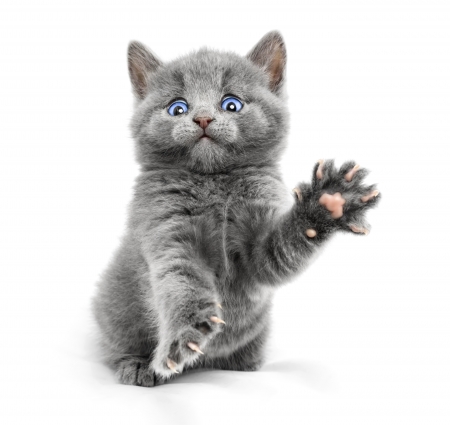 I want a hug! - sweet, cat, pisica, grey, animal, kitten, paw, funny, cute, hug