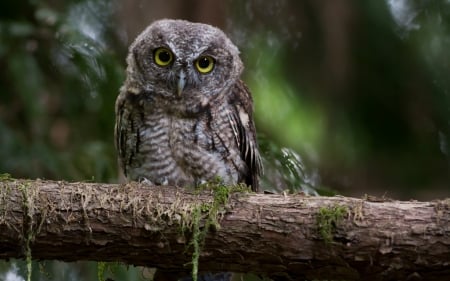 Owl in Forest - raptor, trees, nature, resting