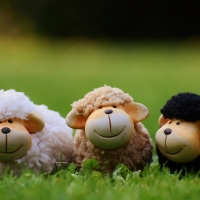 Three little Sheeps