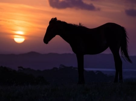 Sunset Beauty - clouds, sunset, beauty, horse, sky