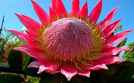 CACTUS - leaves, petals, nature, colors