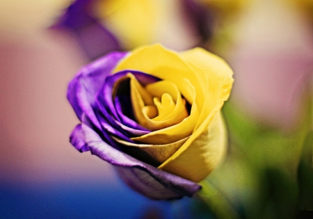 ROSE - leaves, petals, nature, colors