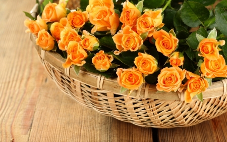 ROSES - leaves, colors, basket, petals