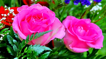 ROSES - Flowers & Nature Background Wallpapers on Desktop Nexus (Image ...